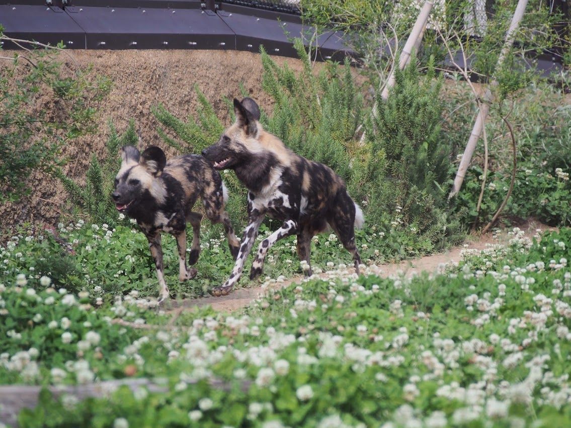 横浜ズーラシア 大迫力のアフリカのサバンナ レッサーパンダに会いに行く