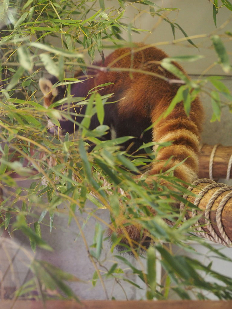 羽村 ソラ ラテ同居中 レッサーパンダに会いに行く