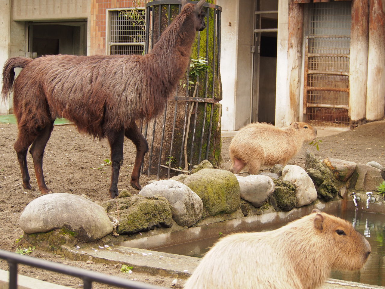 カピバラとラマ : レッサーパンダに会いに行く