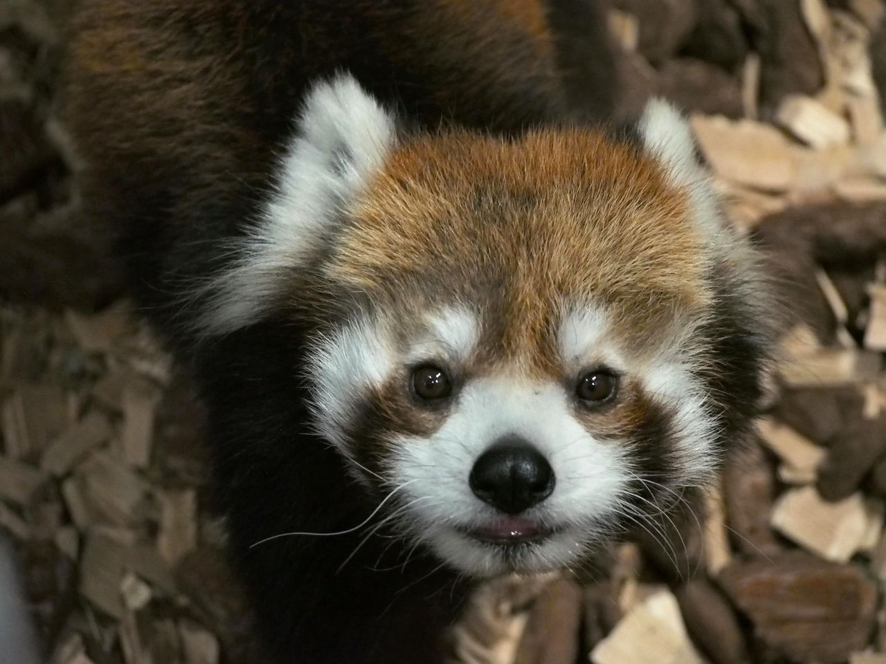 日本平再訪 リンゴタイムの可愛いタク レッサーパンダに会いに行く