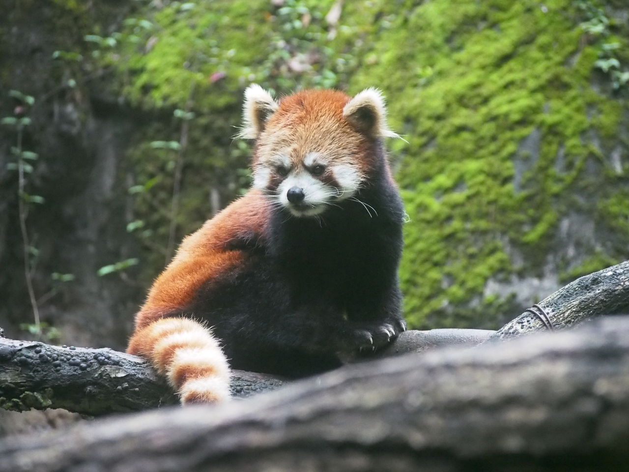 多摩レサパンと動物たち ６月 ４ レッサーパンダに会いに行く