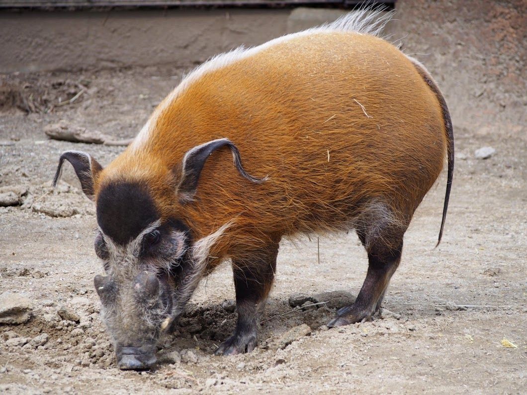 あか かわいい レッサーパンダに会いに行く あか かわいい レッサーパンダに会いに行く
