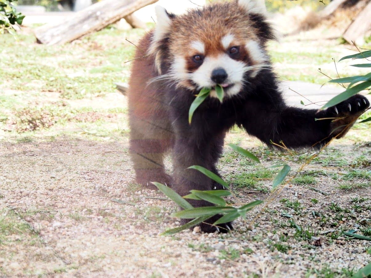 お誕生日おめでと 7月9日生まれのレッサーパンダたち レッサーパンダに会いに行く
