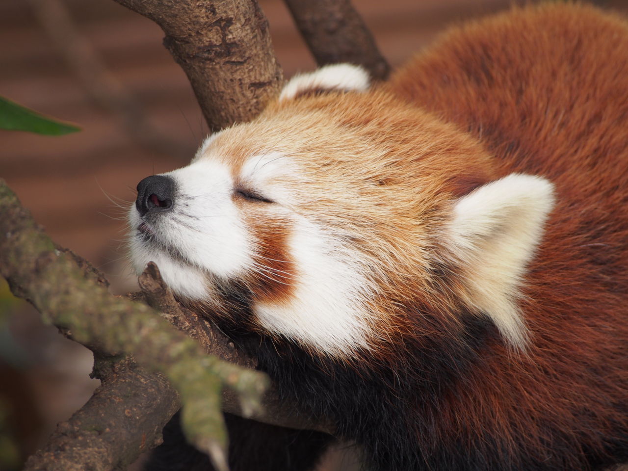 嬉しい知らせ キタロウ元気です レッサーパンダに会いに行く