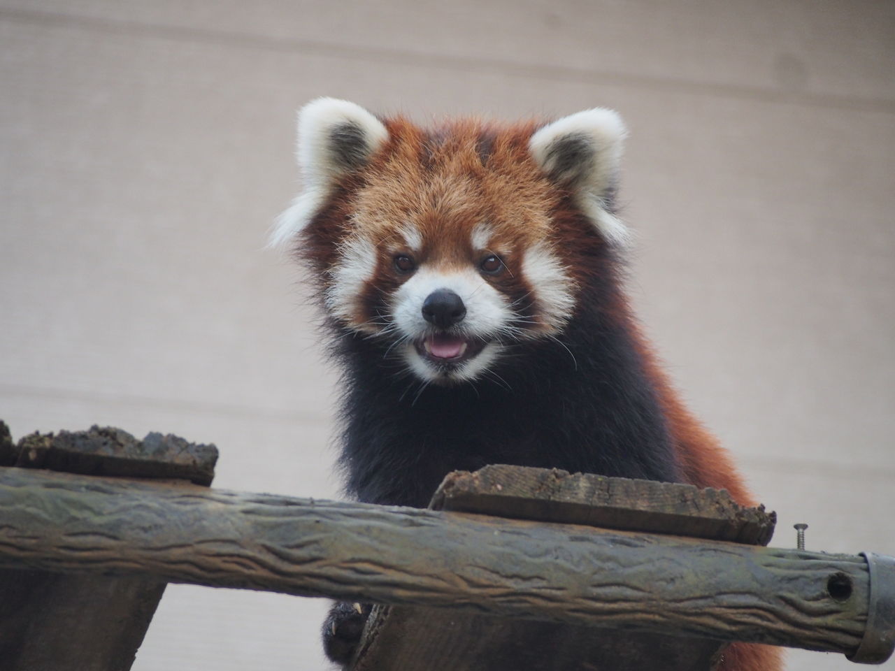 千葉 秋のレッサーパンダと動物たち レッサーパンダに会いに行く