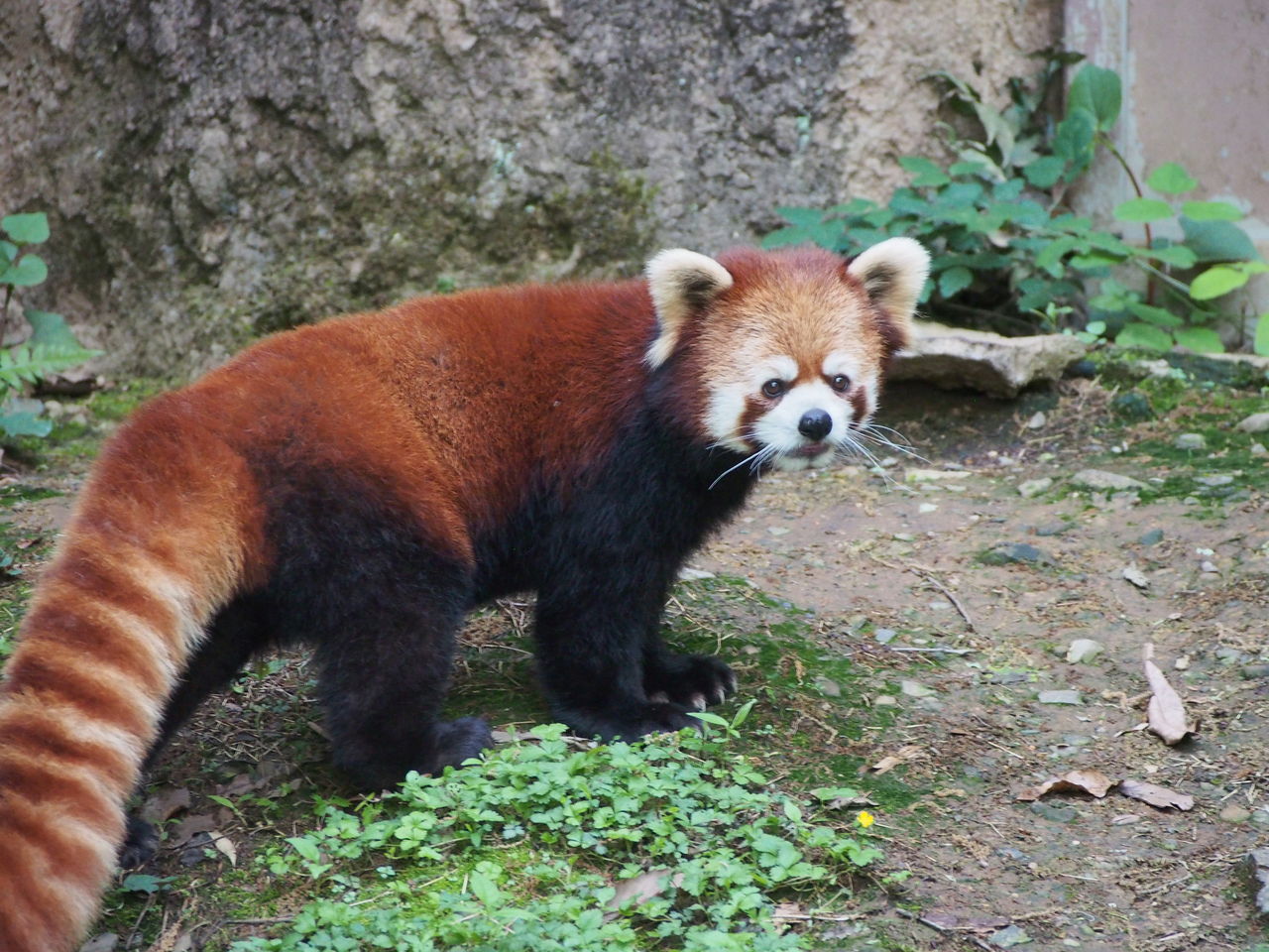 多摩レサパンと動物たち 4月 2 レッサーパンダに会いに行く 多摩レサパンと動物たち 4月 2 レッサーパンダに会いに行く