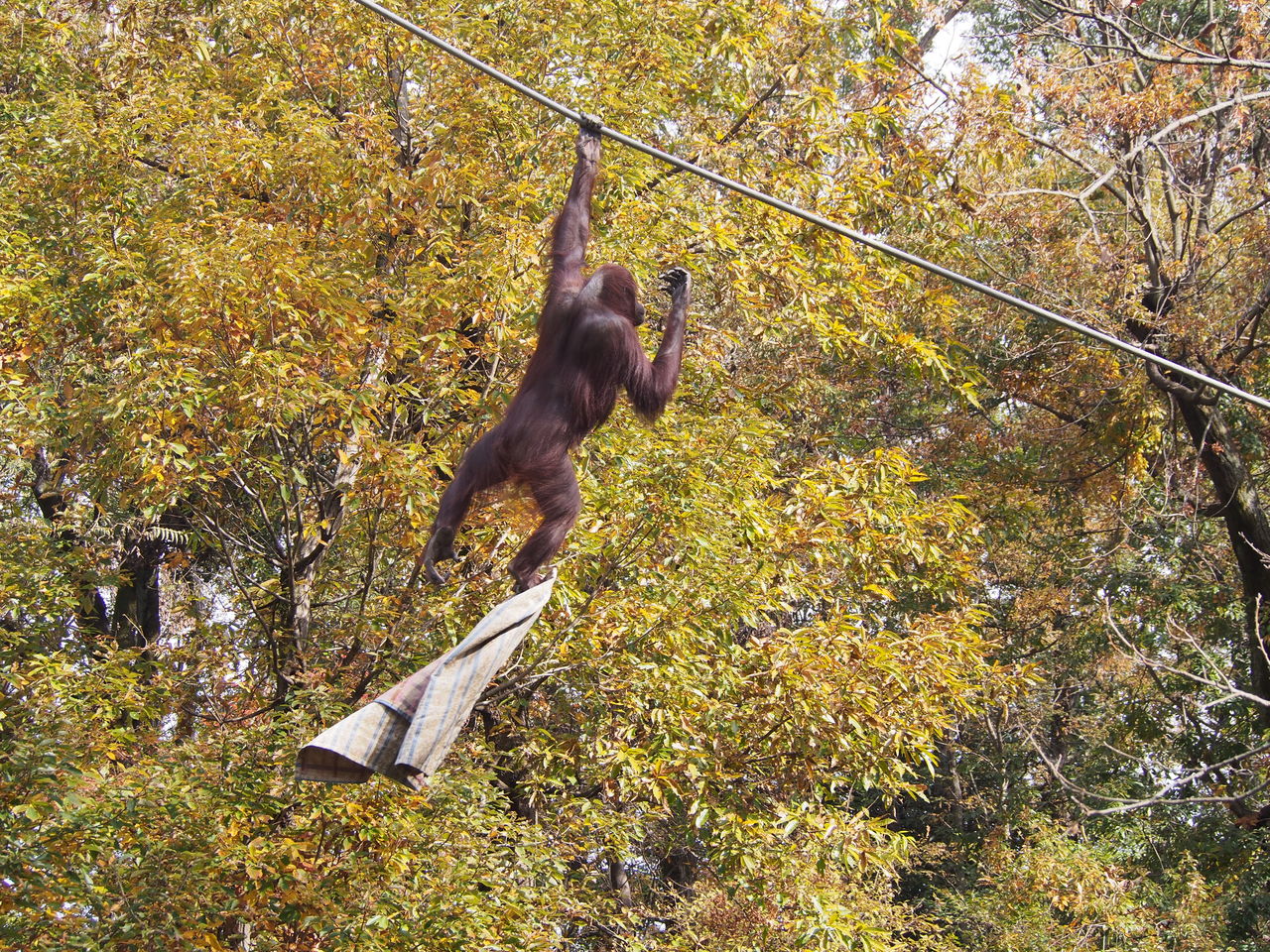 多摩 可愛すぎ寝起きのブーブー 御年２１歳 レッサーパンダに会いに行く