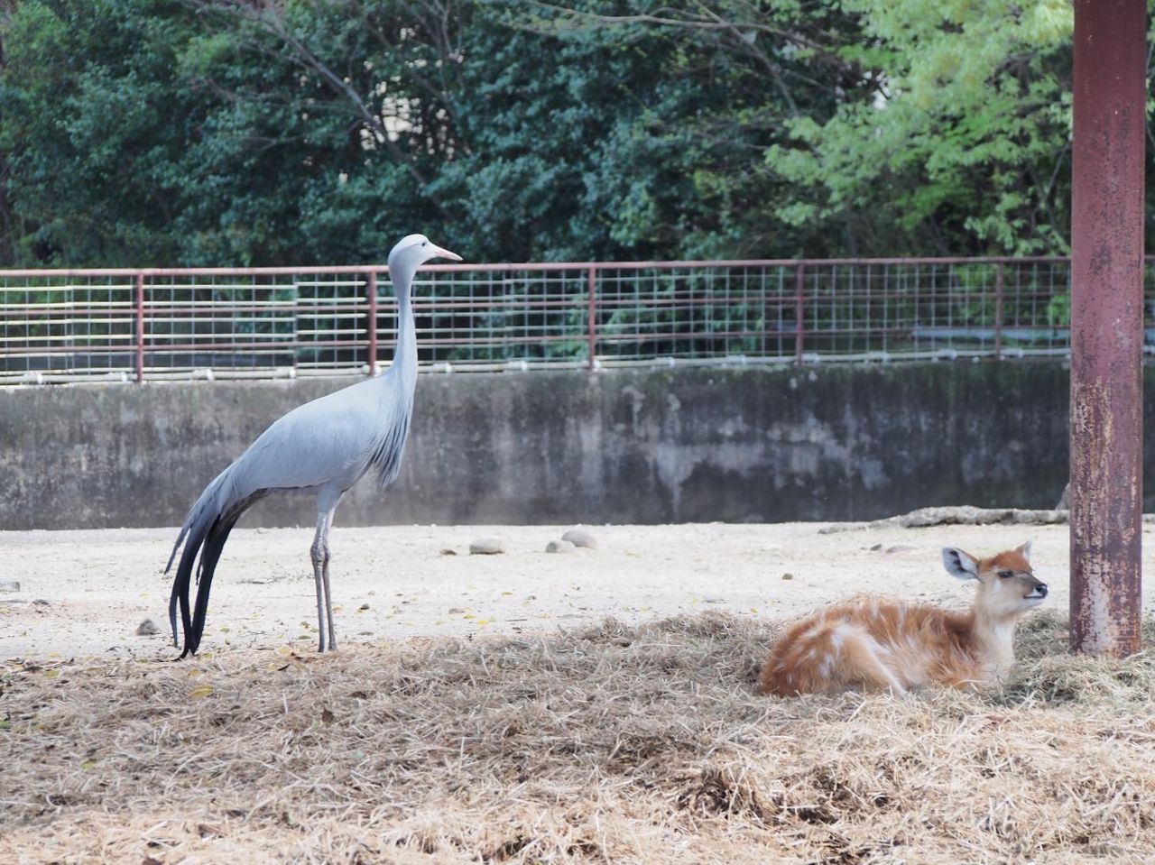 桜の季節の地元めぐり 東武 早くも夏日到来の４月 レッサーパンダは室内展示 レッサーパンダに会いに行く