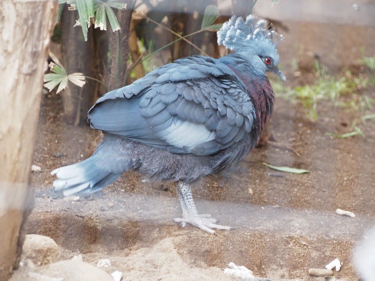 小さいけれど充実の江戸川zoo レッサーパンダに会いに行く 小さいけれど充実の江戸川zoo レッサーパンダに会いに行く