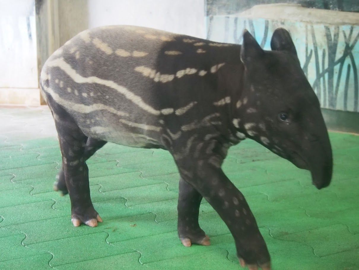 多摩 マレーバクのコウくん 大きくなっています レッサーパンダに会いに行く