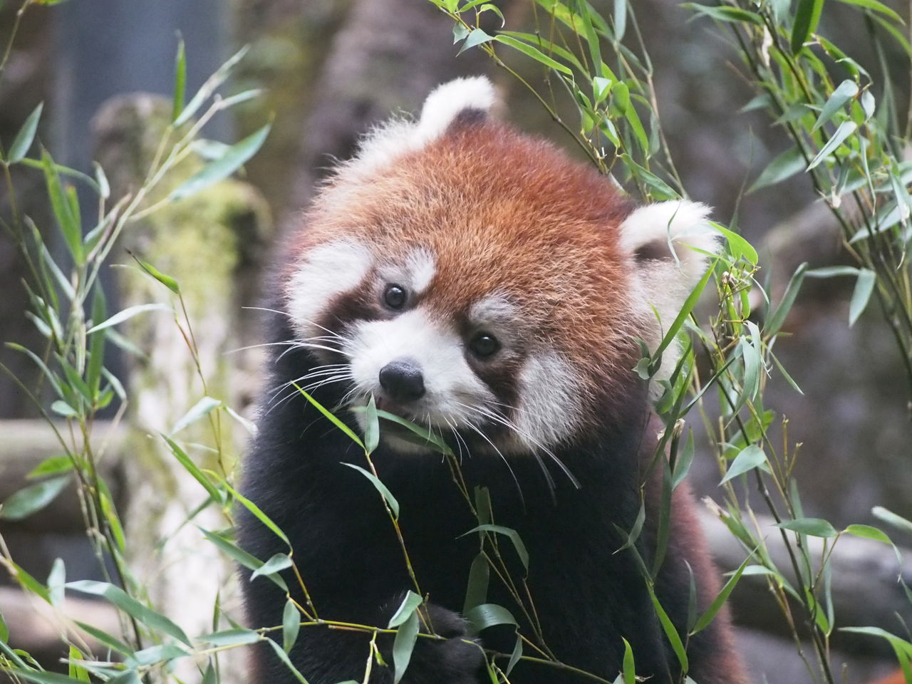 多摩 楽しそうなリーファ レッサーパンダに会いに行く
