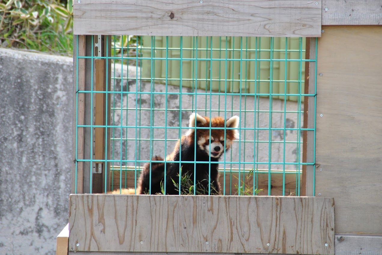 16年に会ったレッサーパンダたち 東北 北関東編 レッサーパンダに会いに行く 16年に会ったレッサーパンダたち 東北 北関東編 レッサーパンダに会いに行く