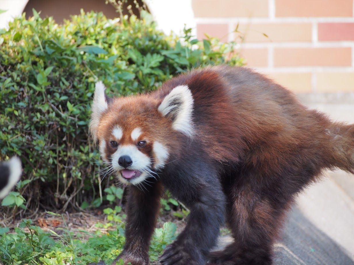 お誕生日おめでと ８月 ９月生まれのレッサーパンダたち レッサーパンダに会いに行く