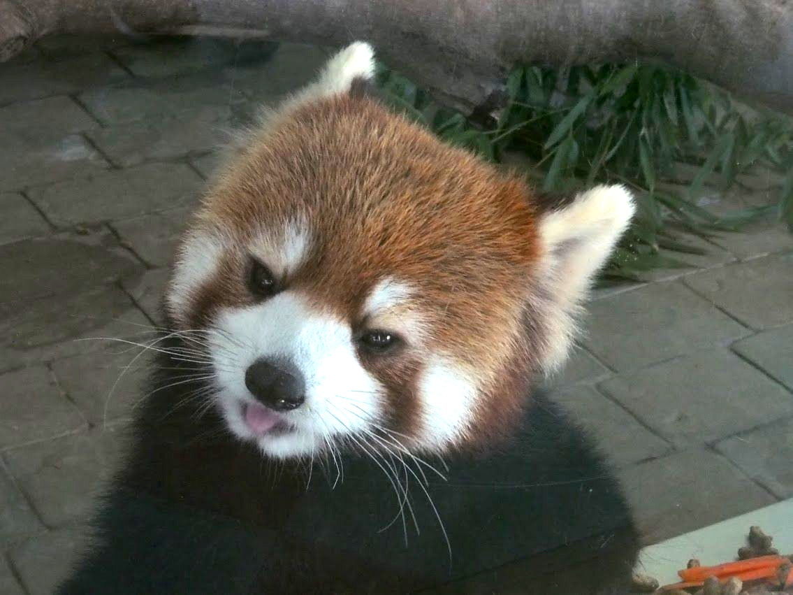 アドベンチャーワールド 放飼場 ハロールーム レッサーパンダに会いに行く