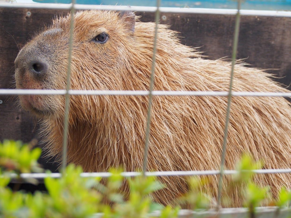 カメラポーズのカピバラ メゴくん レッサーパンダに会いに行く