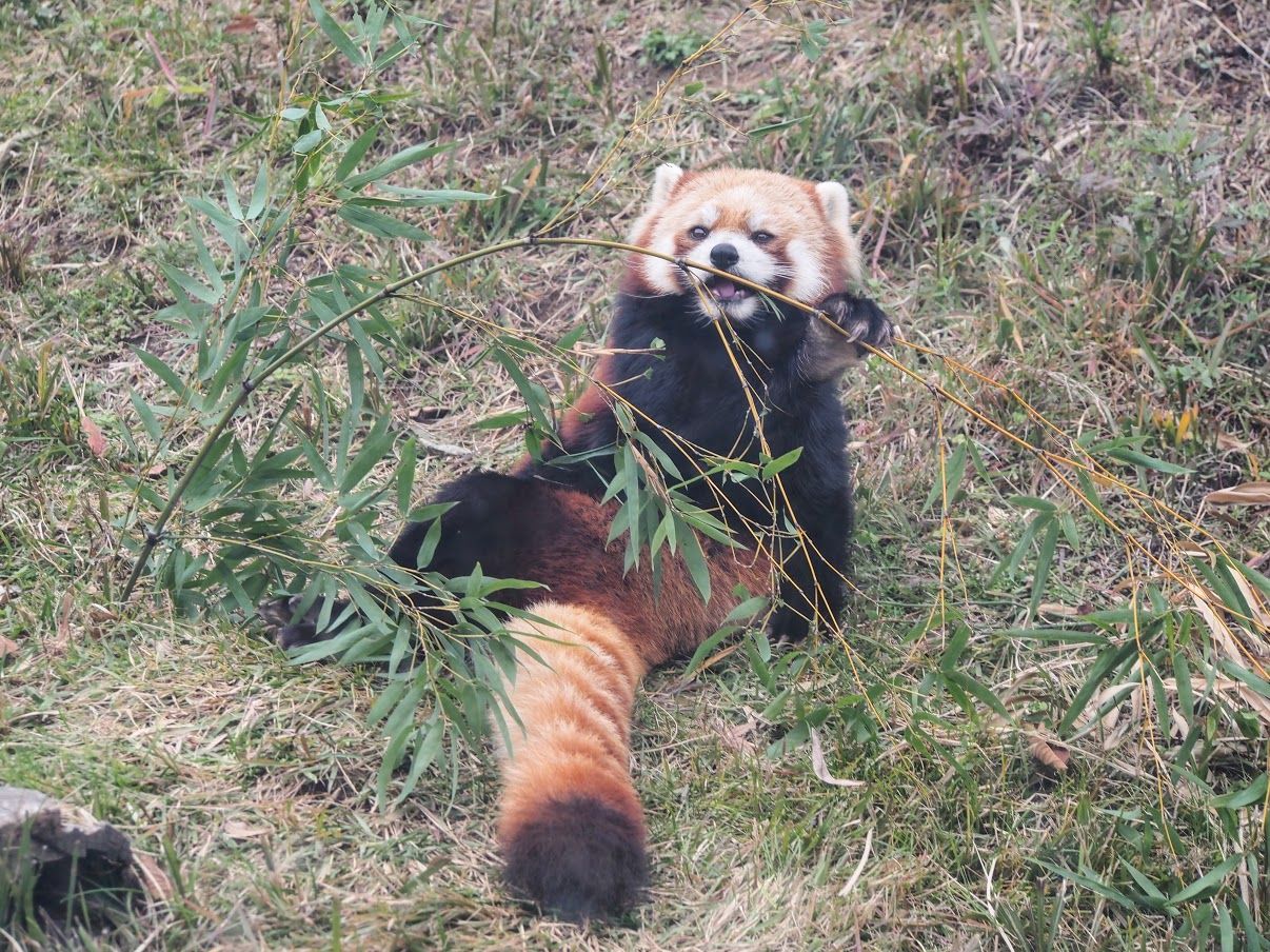 秋の茶臼山 秋の日差しとくつろぐファミリー レッサーパンダに会いに行く