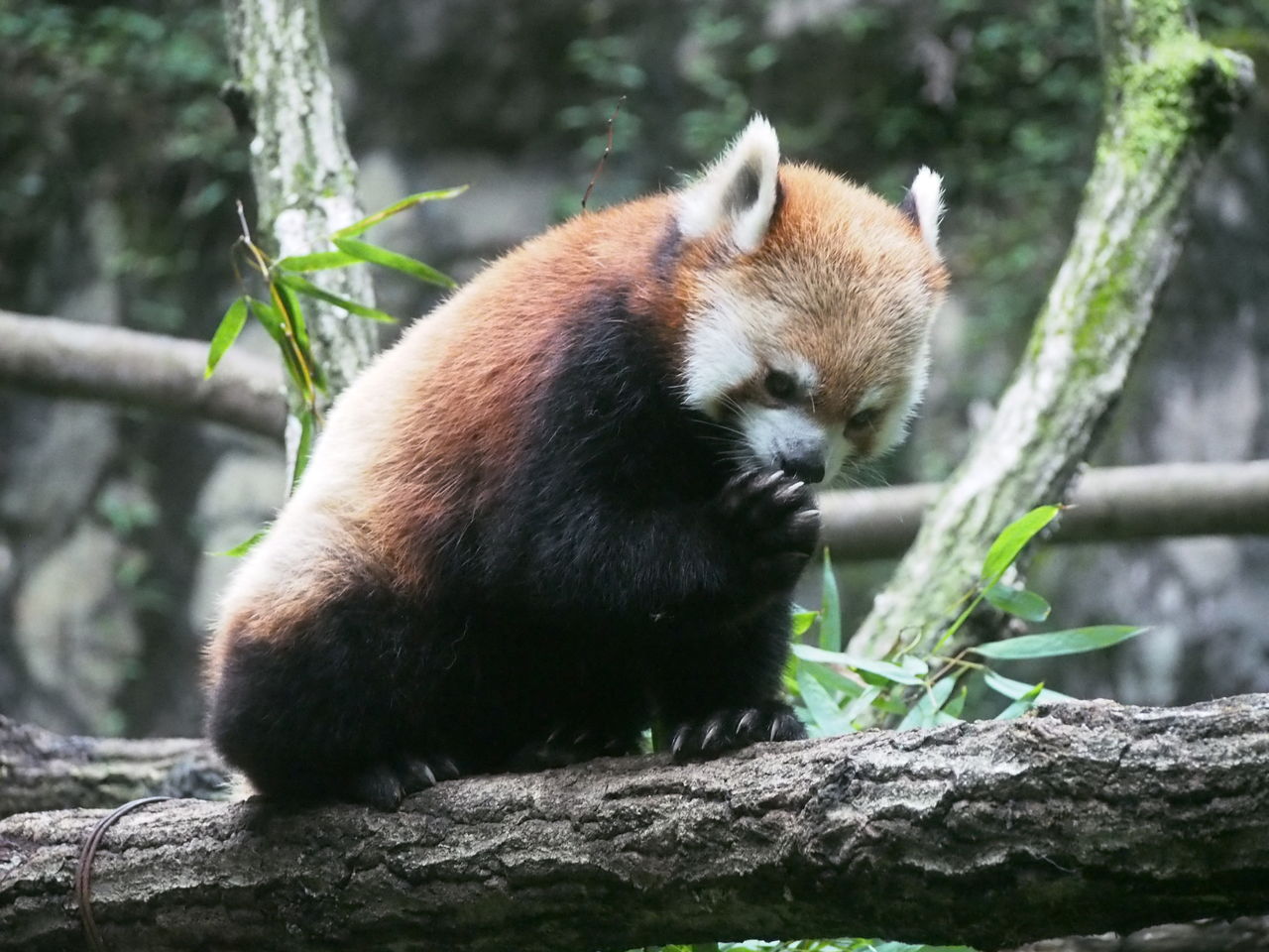 多摩レサパンと動物たち ６月 ４ レッサーパンダに会いに行く