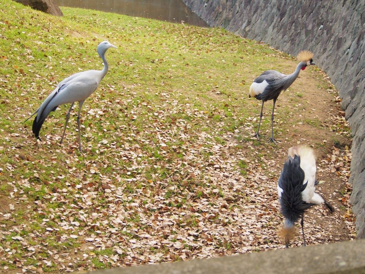千葉 アフリカ草原のツルの舞 レッサーパンダに会いに行く