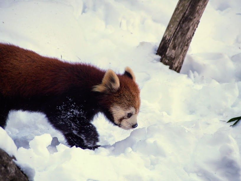 積雪の多摩 雪のなかのかのこ レッサーパンダに会いに行く 積雪の多摩 雪のなかのかのこ レッサーパンダに会いに行く