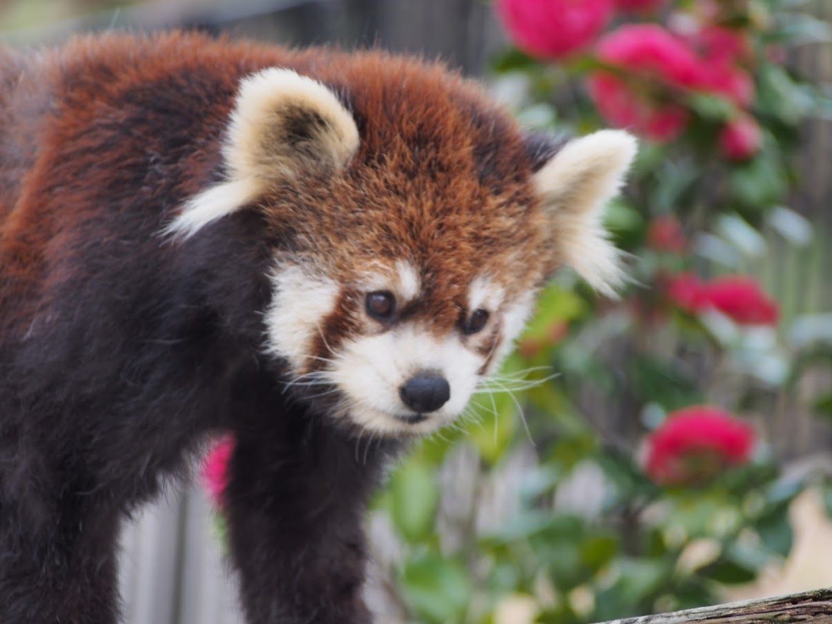 多摩動物公園（東京）のレッサーパンダ : レッサーパンダに会いに行く