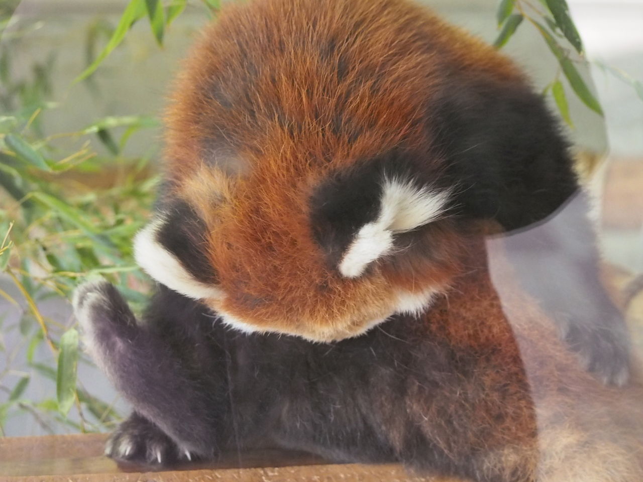 羽村 ソラ ラテ同居中 レッサーパンダに会いに行く