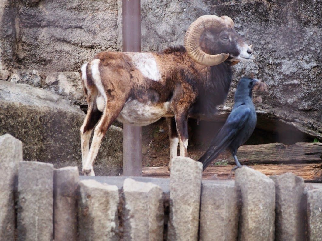 久しぶりの多摩動物園 レッサーパンダに会いに行く