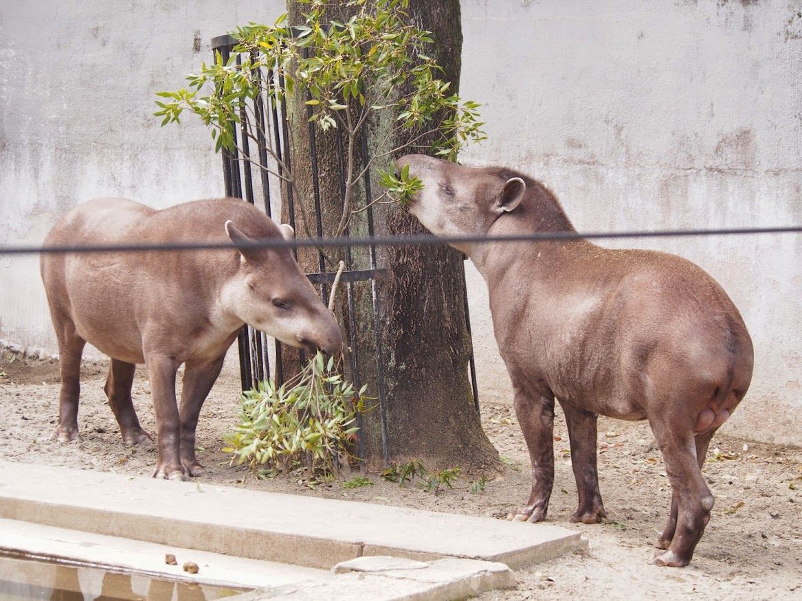 バクの食事風景 レッサーパンダに会いに行く