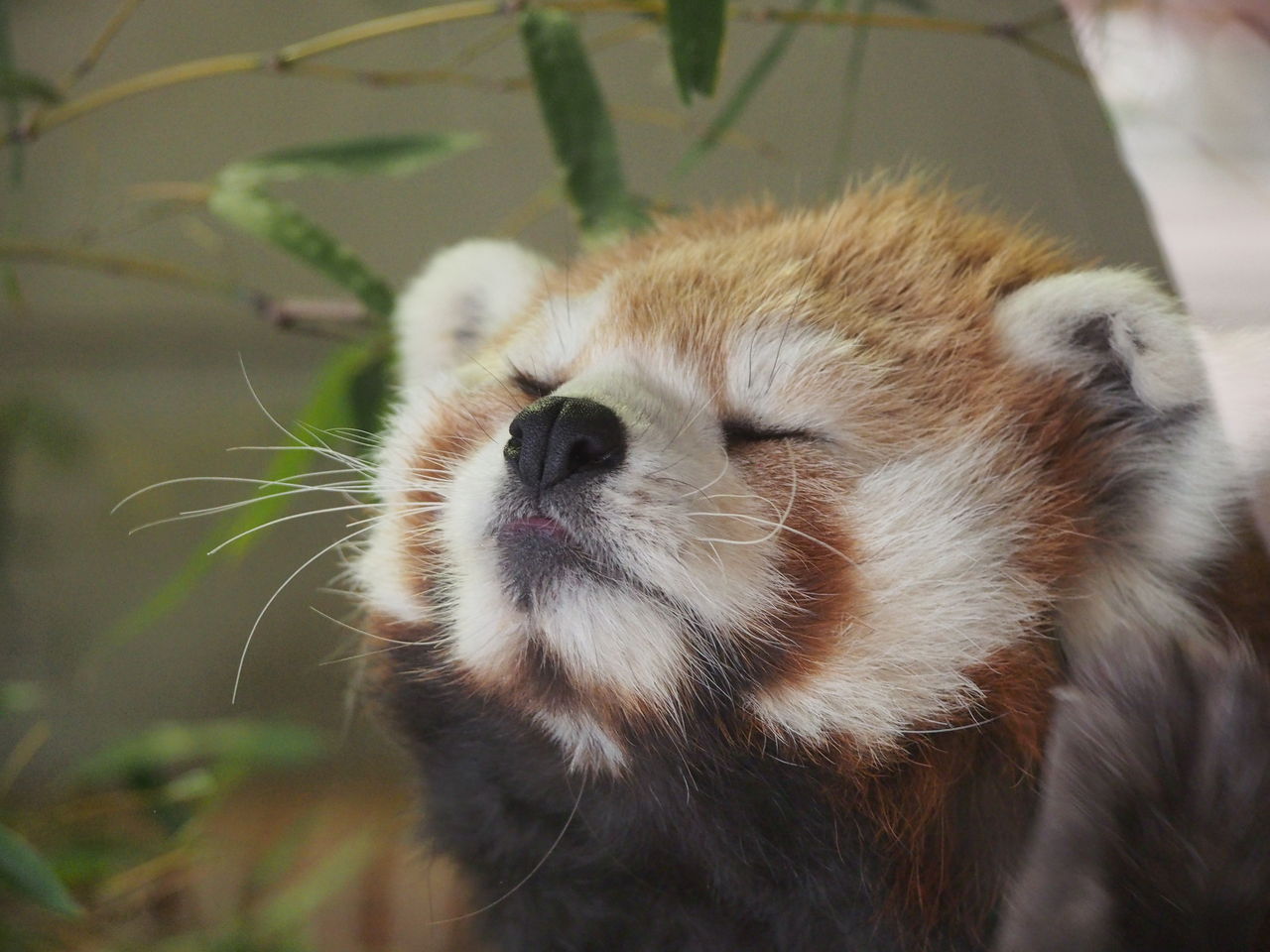 羽村 ソラ ラテ同居中 レッサーパンダに会いに行く