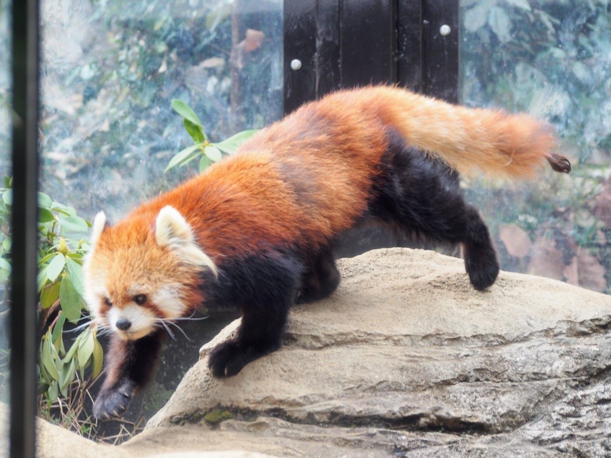 ズーラシア ララの大あくび 動物たちのそれぞれ レッサーパンダに会いに行く ズーラシア ララの大あくび 動物たちのそれぞれ レッサーパンダに会いに行く