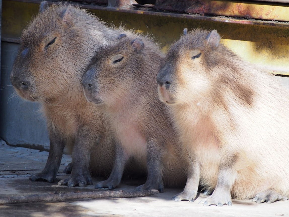 東武動物公園 初訪園 レッサーパンダに会いに行く