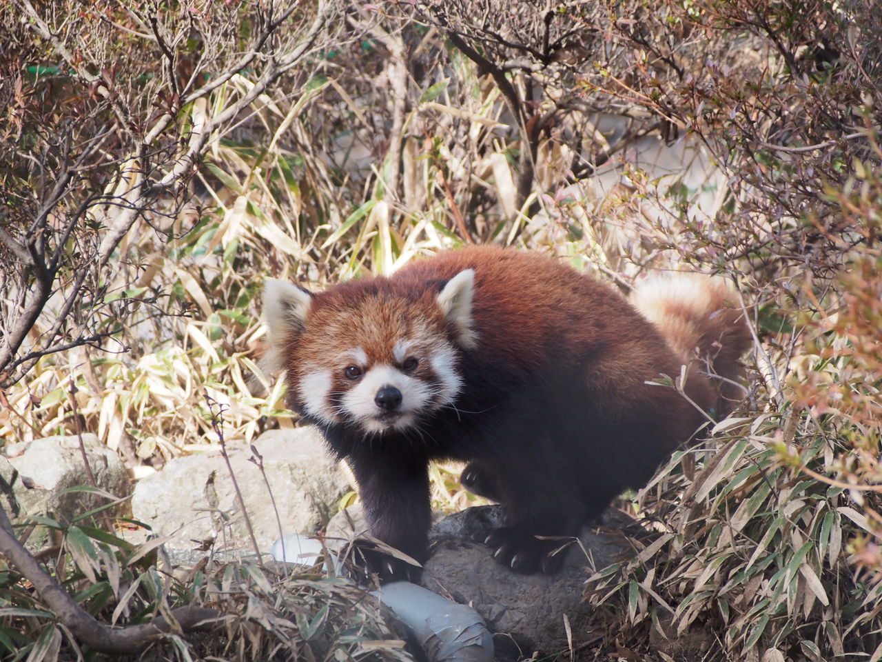 羽村 ソラ ラテ同居中 レッサーパンダに会いに行く