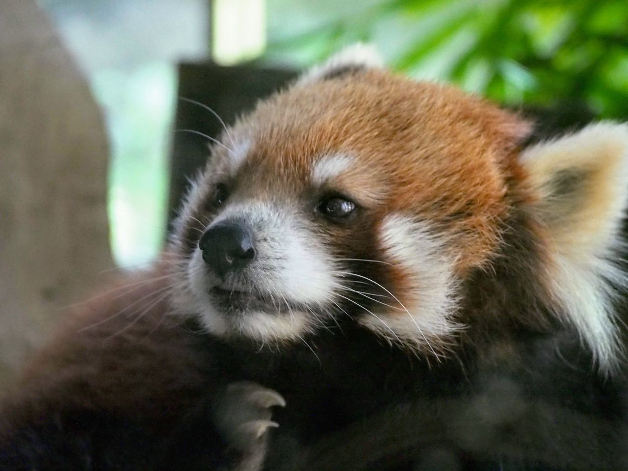 ズーラシア 室内はデールちゃん 動物たち レッサーパンダに会いに行く ズーラシア 室内はデールちゃん 動物たち レッサーパンダに会いに行く