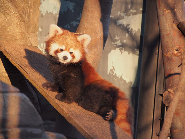 100頭超のレッサーパンダに会いました 神奈川 埼玉編 レッサーパンダに会いに行く
