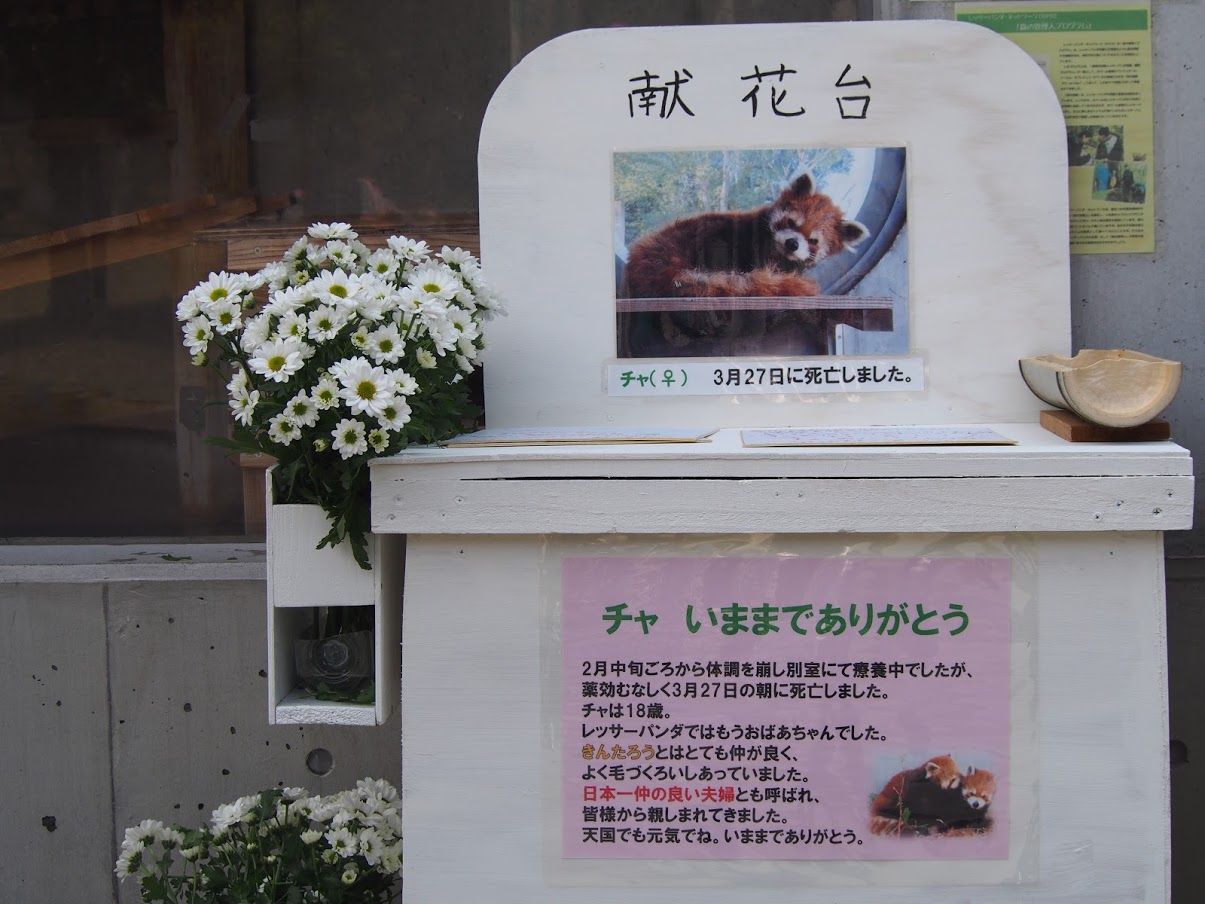 チャちゃん 天国で安らかに眠ってね レッサーパンダに会いに行く チャちゃん 天国で安らかに眠ってね レッサーパンダに会いに行く