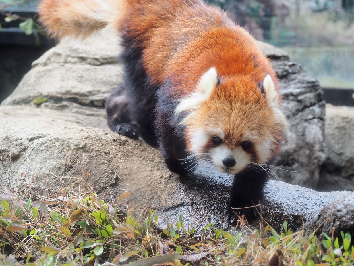 ズーラシア ララの大あくび 動物たちのそれぞれ レッサーパンダに会いに行く ズーラシア ララの大あくび 動物たちのそれぞれ レッサーパンダに会いに行く
