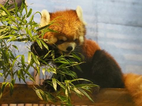 市川市動植物園 千葉 のレッサーパンダ レッサーパンダに会いに行く