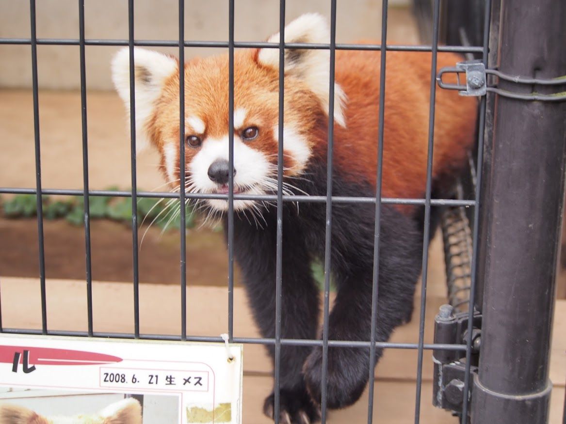 お誕生日おめでと 6月21日生まれのレッサーパンダたち レッサーパンダに会いに行く お誕生日おめでと 6月21日生まれのレッサーパンダたち レッサーパンダに会いに行く