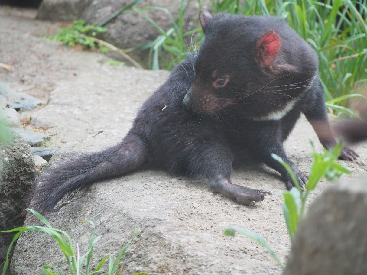 多摩 デビルの大あくび レッサーパンダに会いに行く
