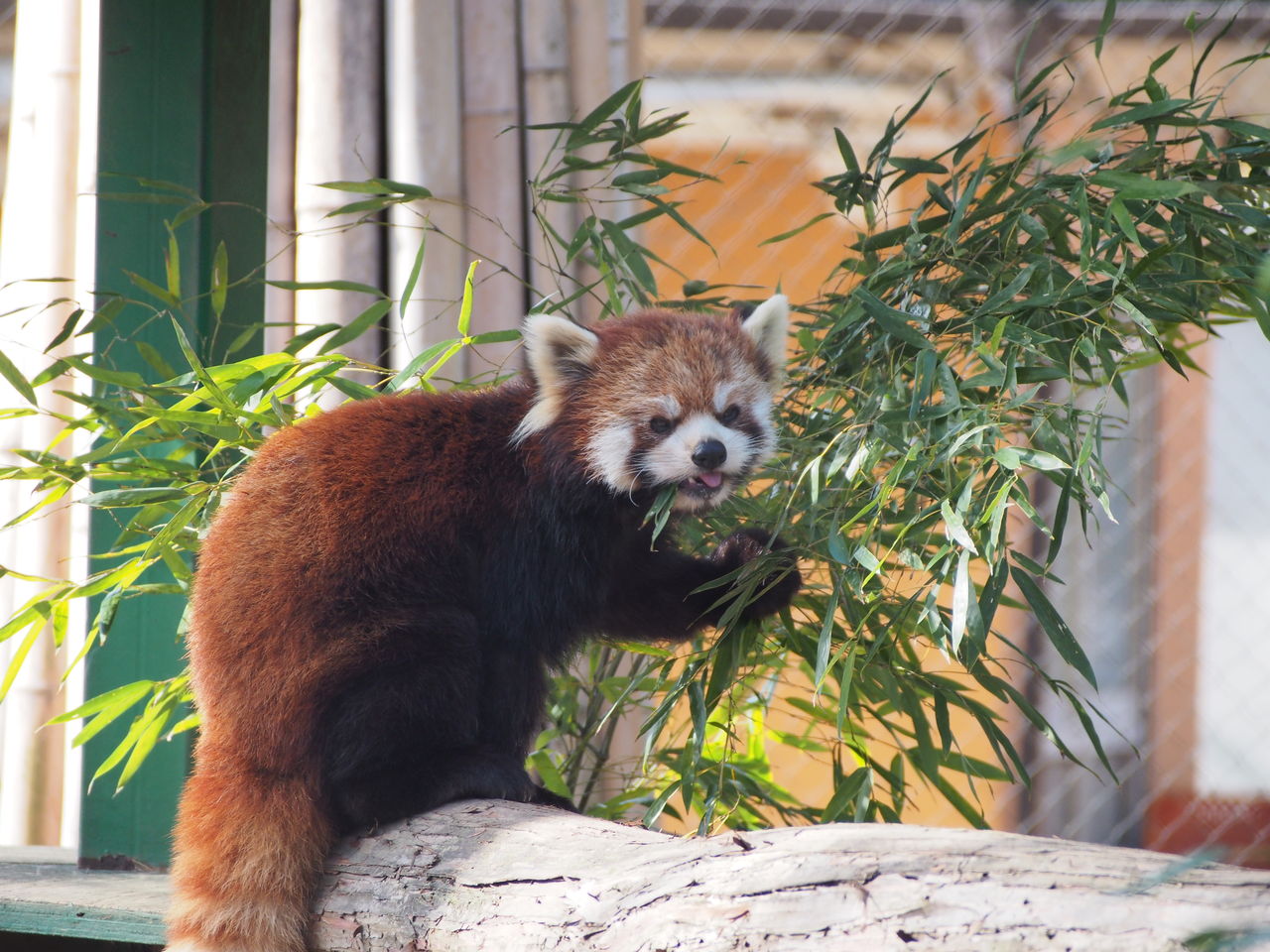 羽村 ソラ ラテ同居中 レッサーパンダに会いに行く