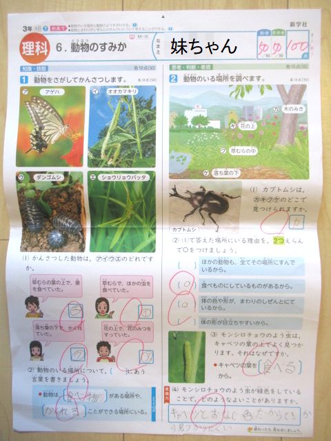 妹ちゃん 理科のテストと手紙 転勤家庭の育児生活記