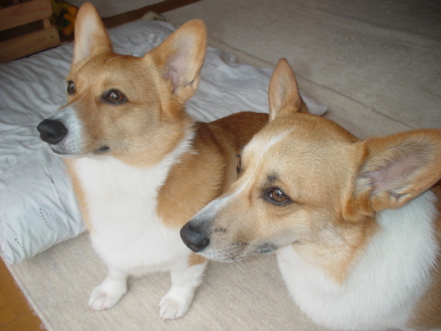 眉間にシワを寄せる犬 晴れ ときどき曇り