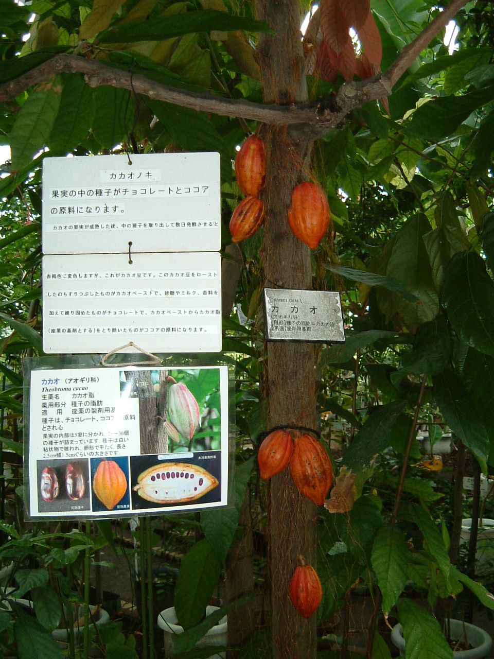 東京都薬用植物園へ まずは温室へ ジムニーオーナーくらぶ