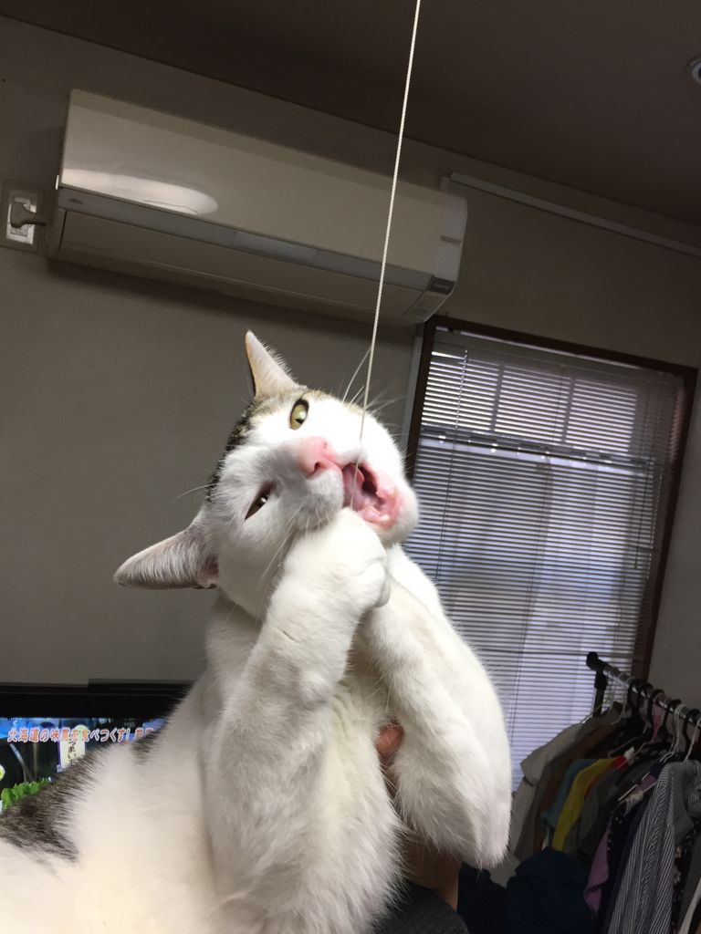 アホ猫 Maidabikeのブログ アホ猫 Maidabikeのブログ