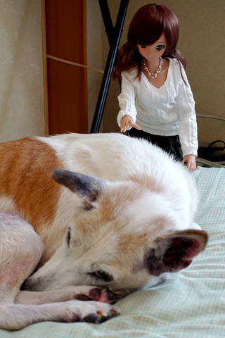 エボニーと犬とアクセサリーなど