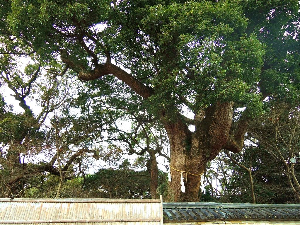 ぽぽめぐのblog ぽぽめぐのblog
