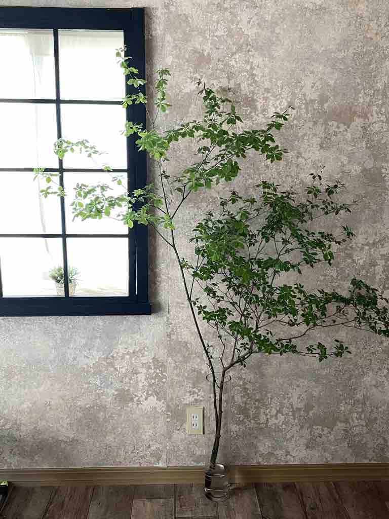 インテリアグリーンを取り入れてお部屋の中を涼しげに Maikostyle Powered By ライブドアブログ