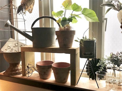 楽天マラソン 観葉植物 卓上植物 ウンベラータ