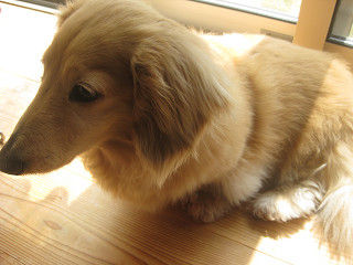 resize0295