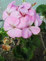 1f66f992.jpg