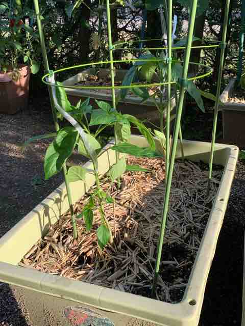 ピーマン開花 なた豆収穫したました プランター栽培 気ままにblog